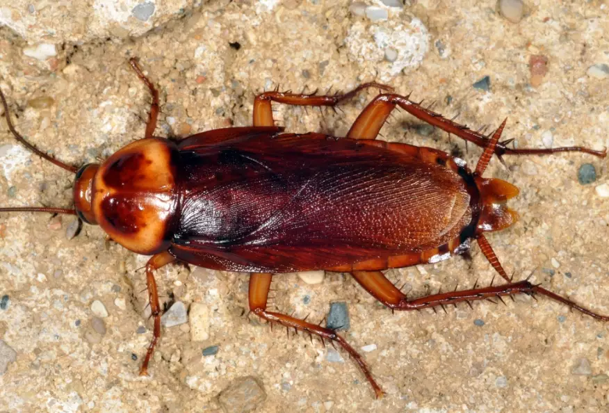 cockroach control