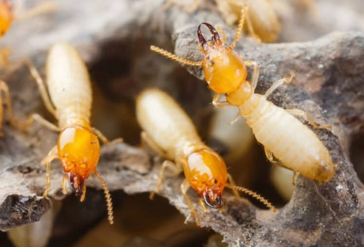 subterranean termites