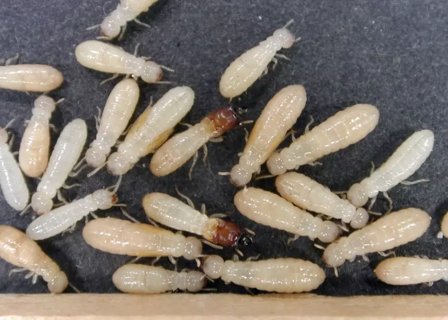 types of termites