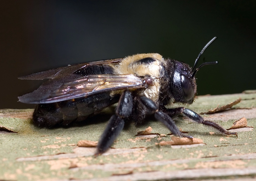 how to get rid of carpenter bees