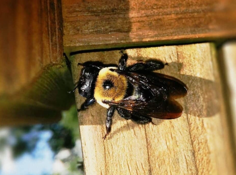 Wood Bees: Identification, Damage, and Safe Control Strategies