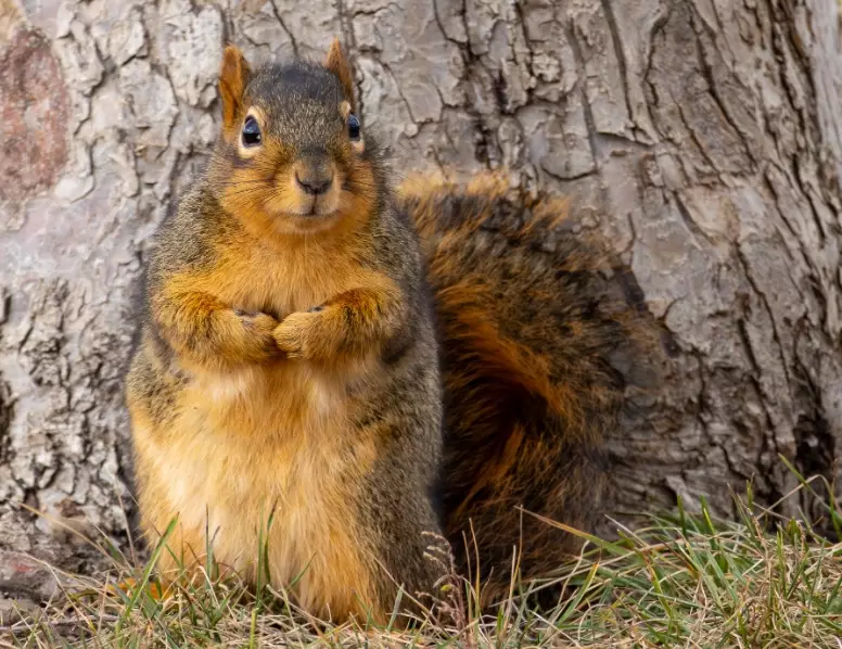 squirrel identification