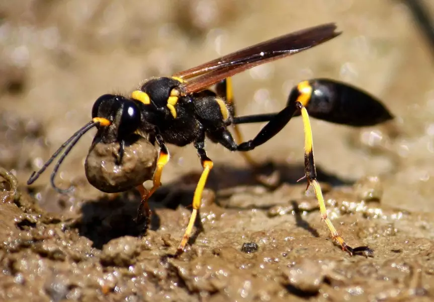 mud dauber