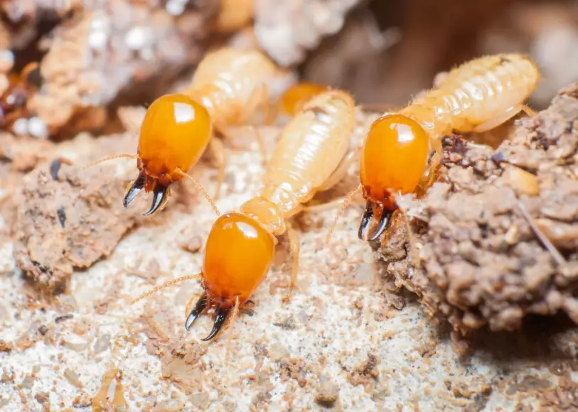 termite species