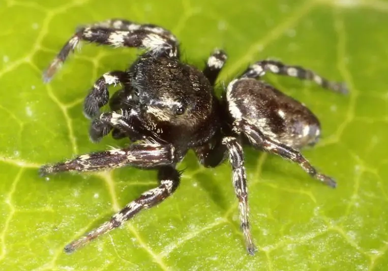 black spider white dots