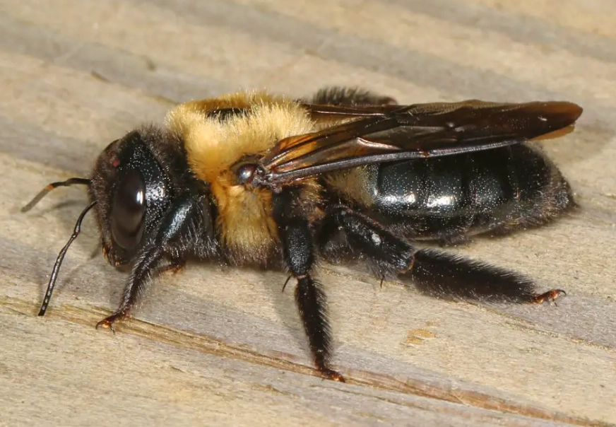carpenter bee damage