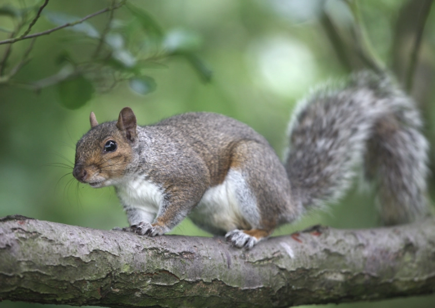 squirrel damage control