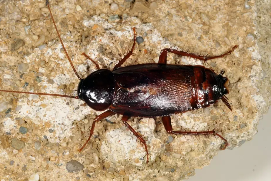 Black Roach Control: Identify, Prevent, and Eliminate American Cockroaches