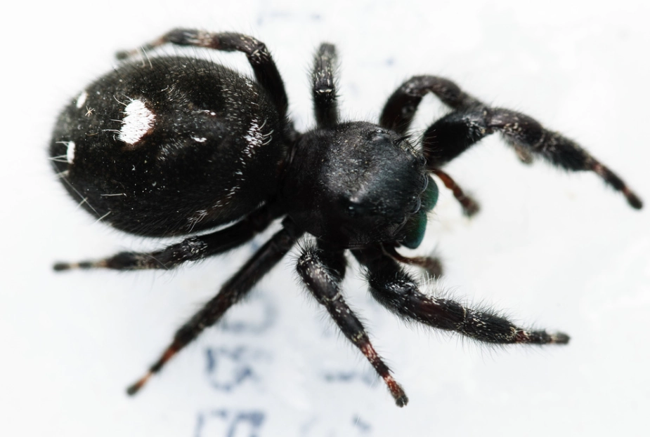 white spotted black spider