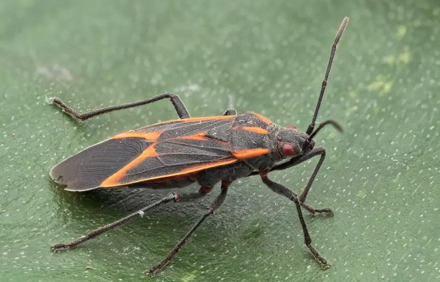 boxelder bug control