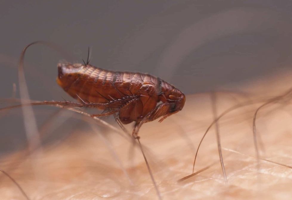 How to Get Rid of Fleas Fast: A Complete Guide for Pet Owners