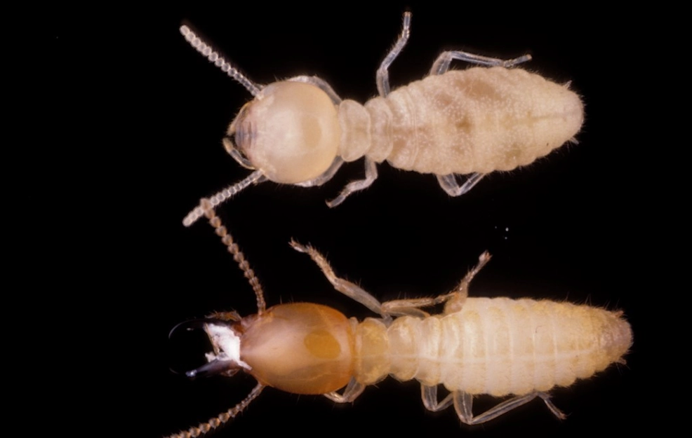 Formosan Termites: The Ultimate Guide to Identification and Eradication