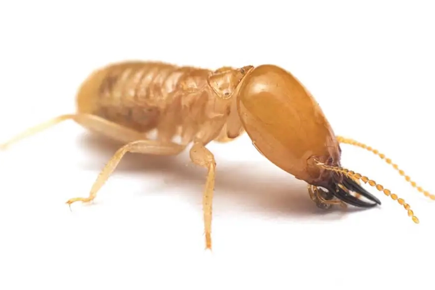 termite identification