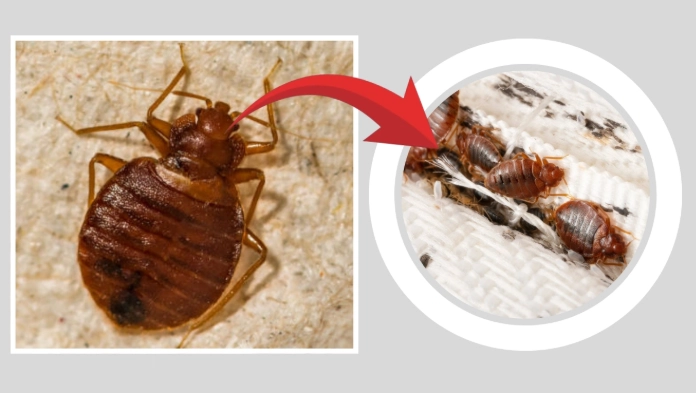 bed bug lifespan