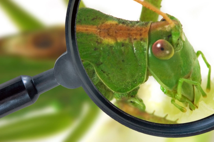 software bug detection