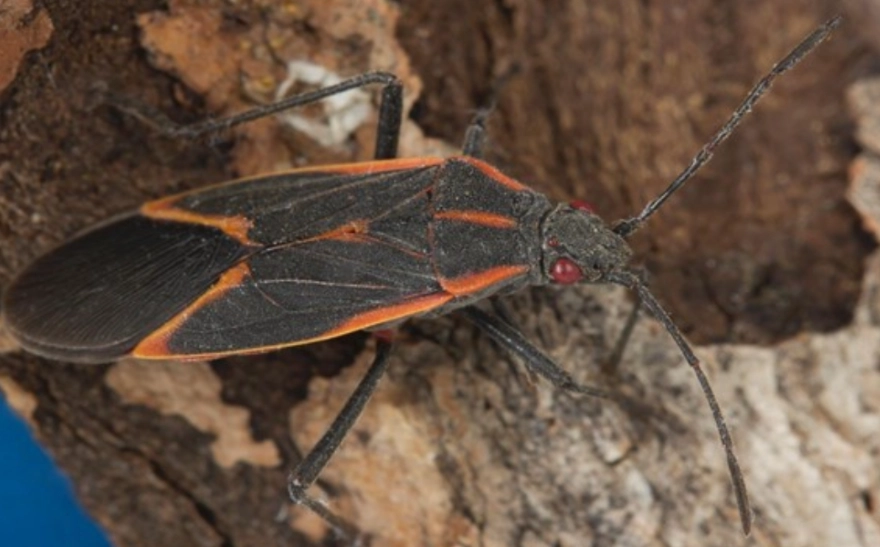 how to get rid of boxelder bugs