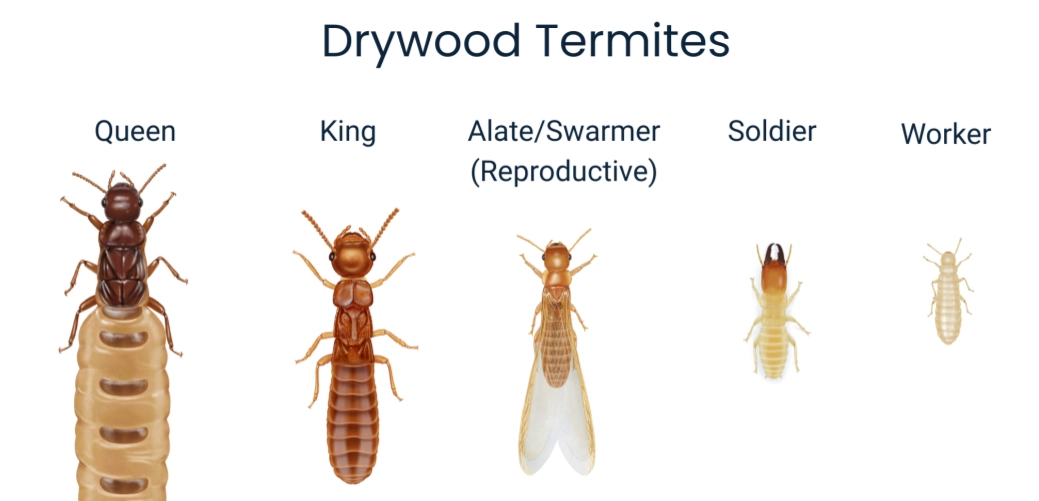 flying termites