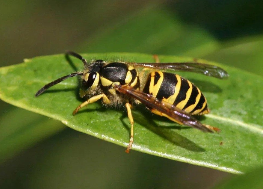 wasp sting treatment