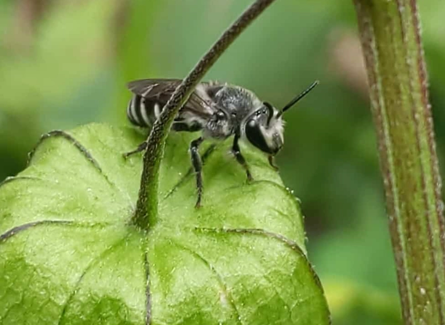 are black and white bees dangerous