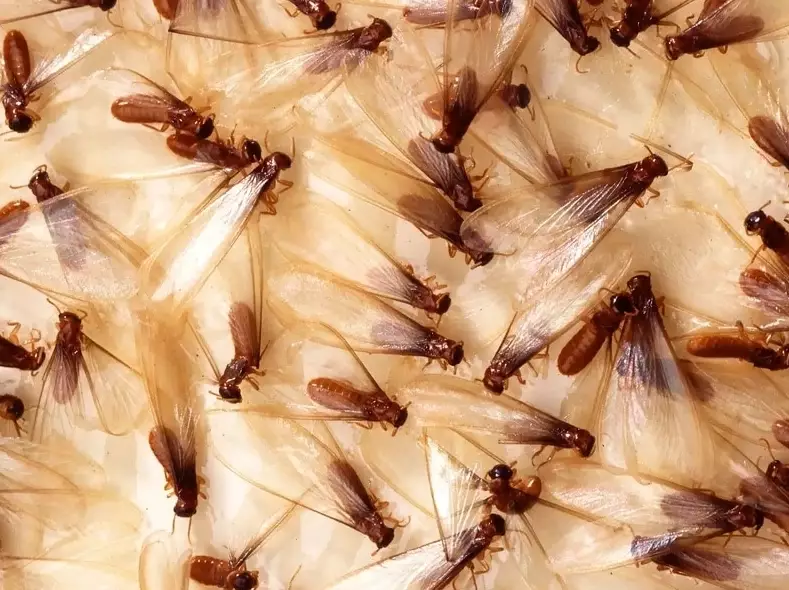formosan termite damage