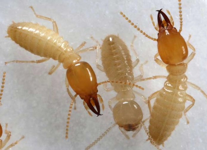 how to get rid of formosan termites