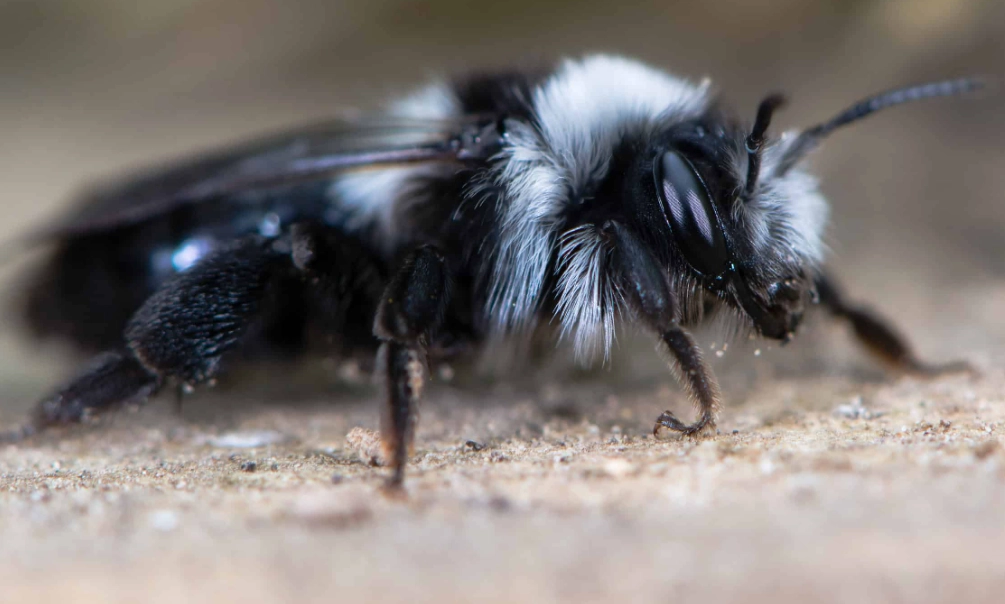 black and white bee identification