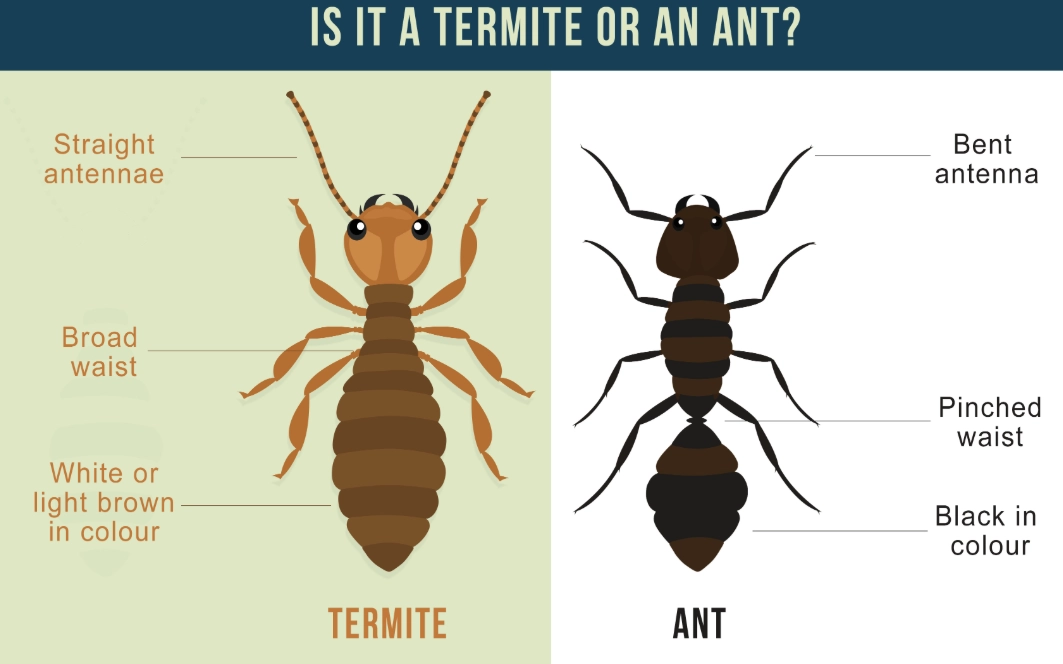What Do Termites Look Like? Your Complete Visual Identification Guide