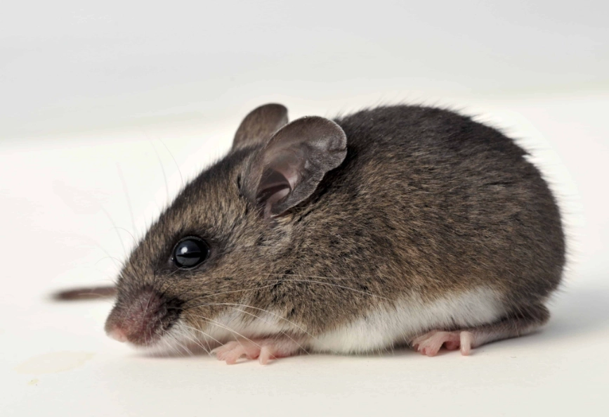 deer mouse