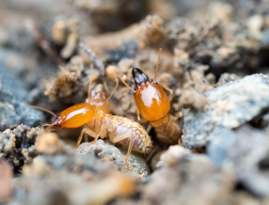 how to get rid of formosan termites