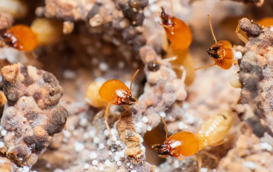 formosan termite damage