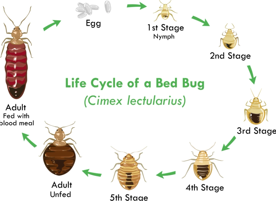 bed bug stages