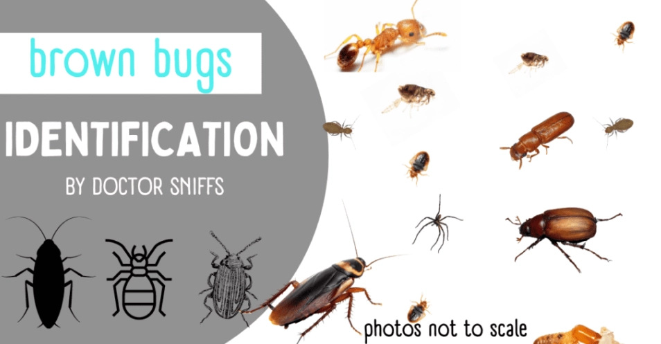 bug identification techniques