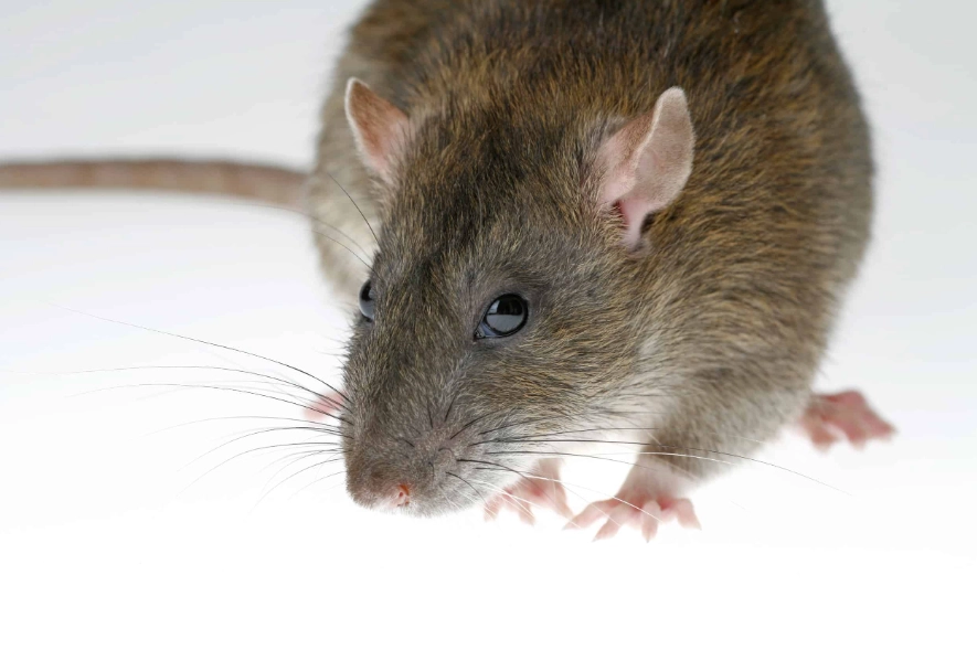 rat infestation signs