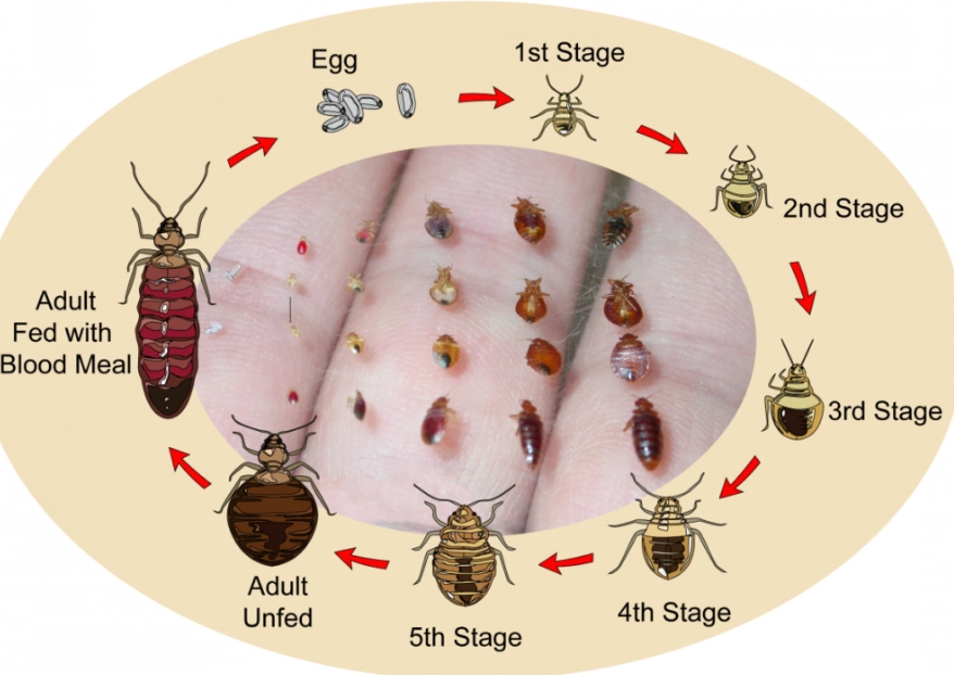how long do bed bugs live