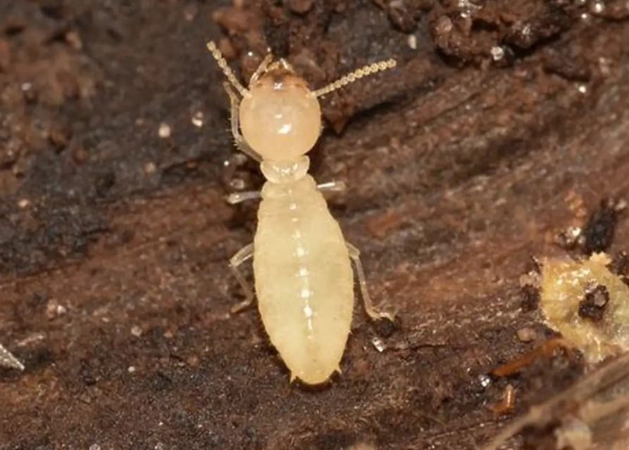 formosan termite damage