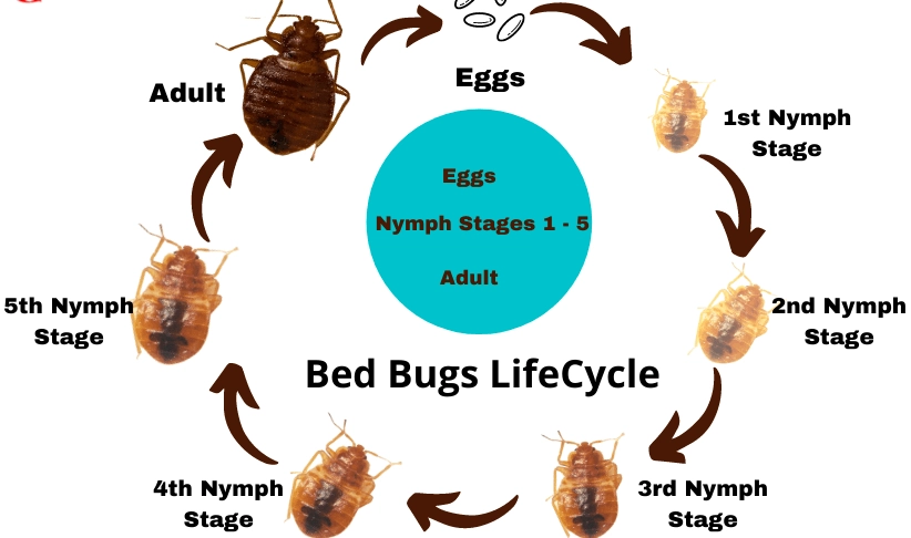 how long do bed bugs live