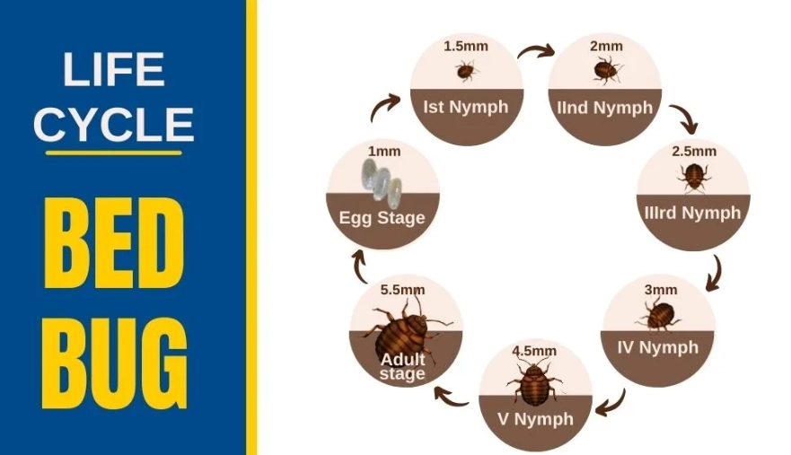 bed bug stages