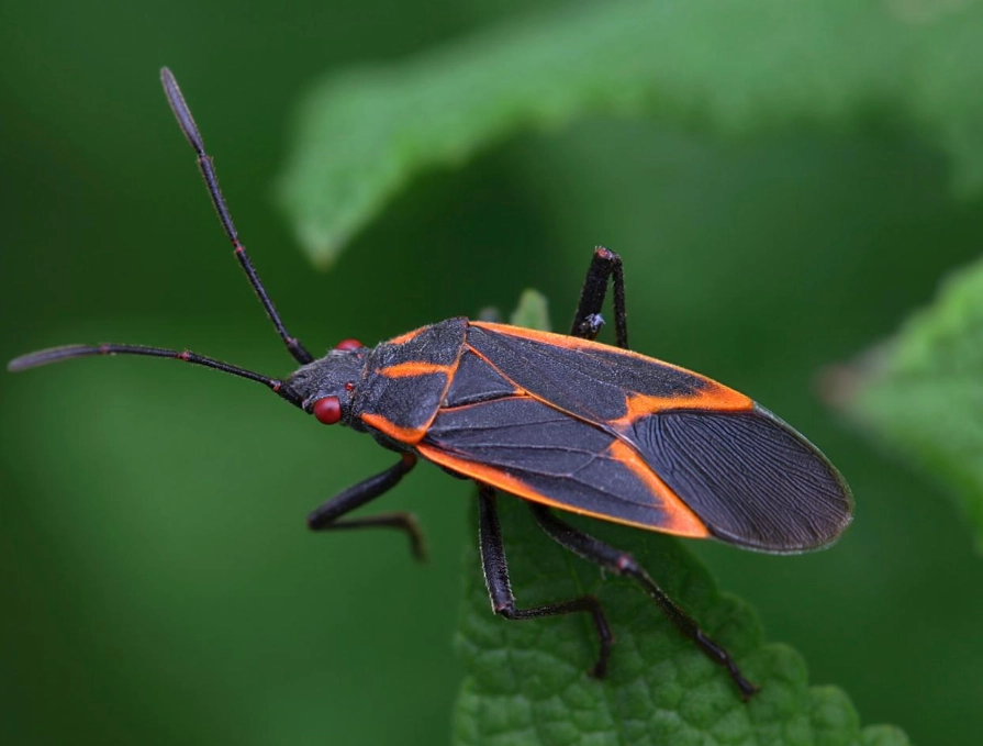 The Ultimate Guide to Boxelder Bugs: Identification, Control & Prevention