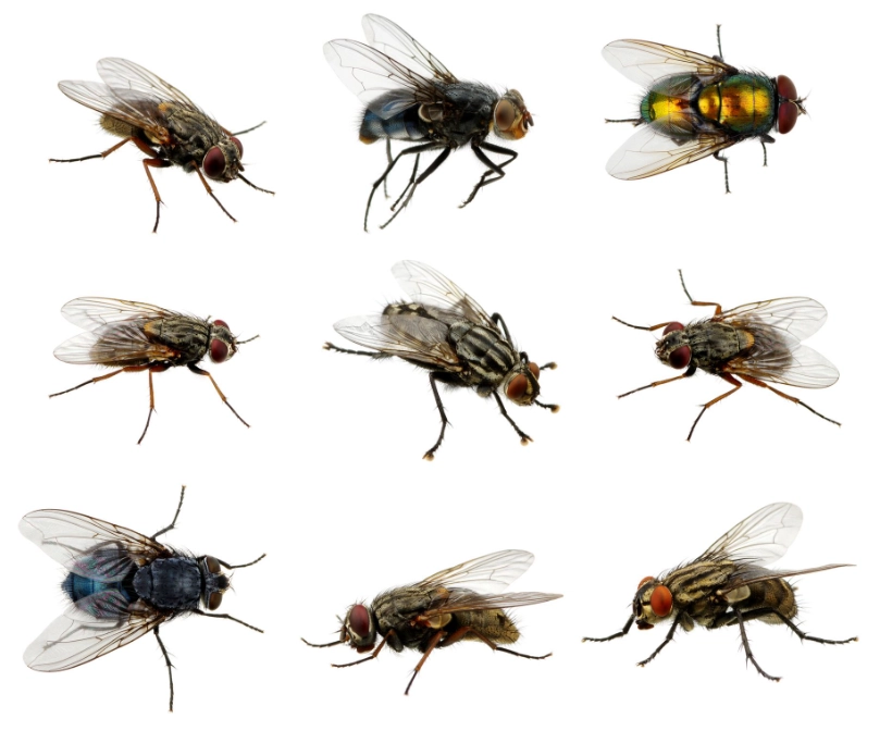 fruit fly control
