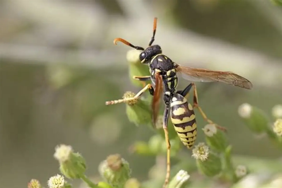 yellow jacket nest removal