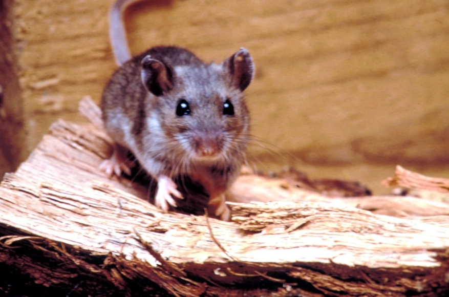 deer mouse