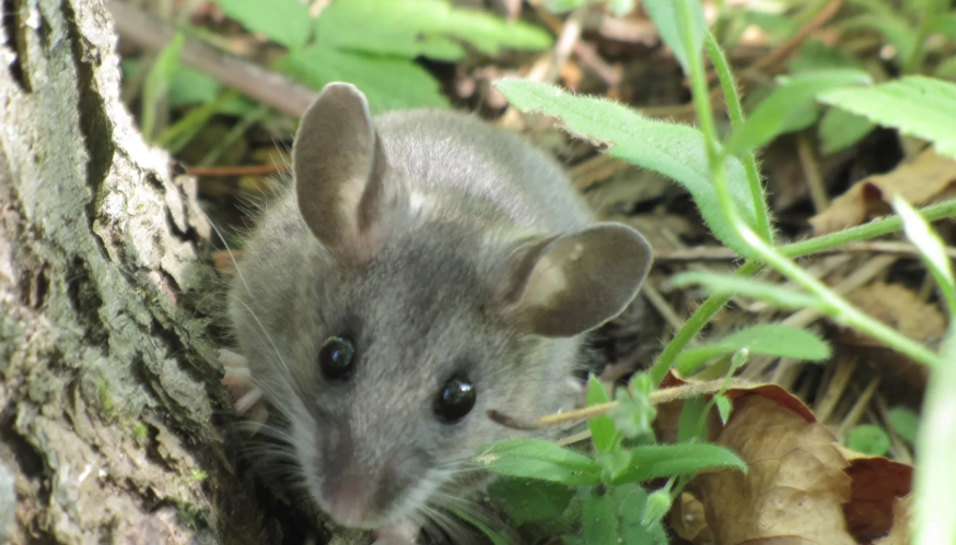 Peromyscus maniculatus
