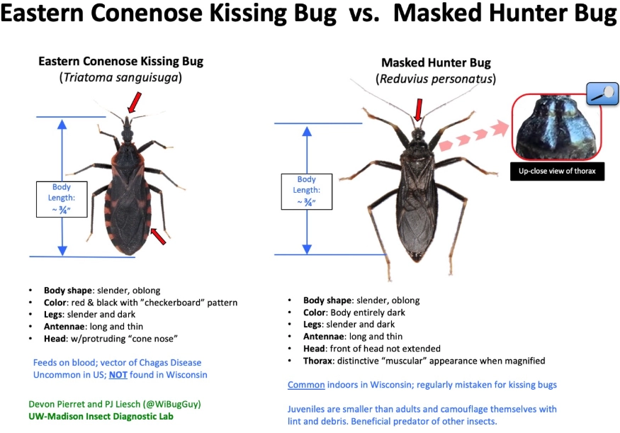 software bug detection