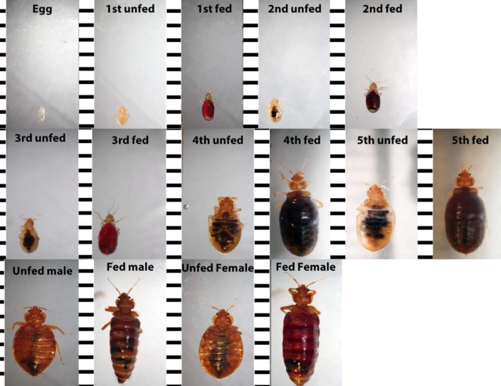 How Long Do Bed Bugs Live? The Complete Lifecycle Explained