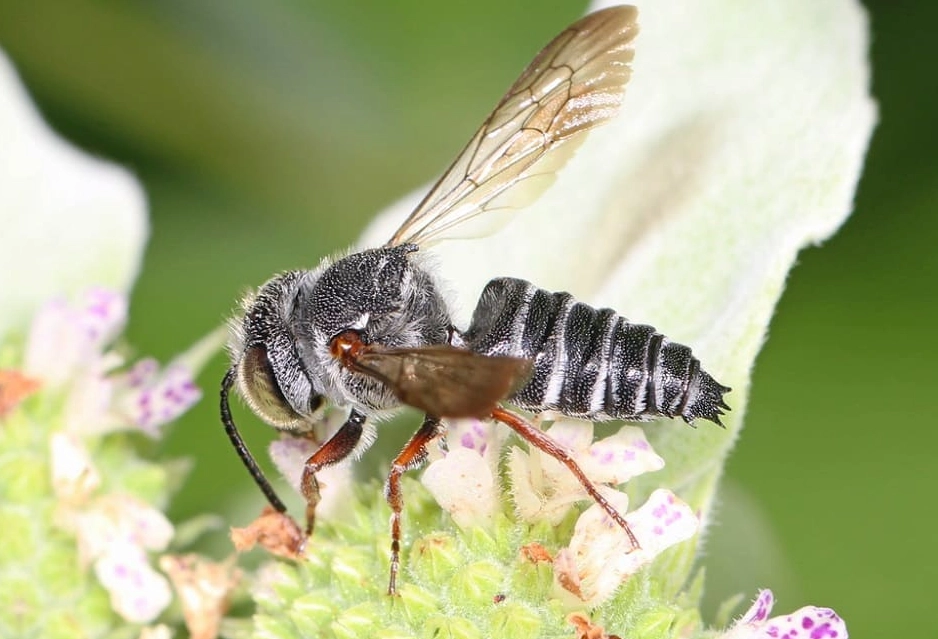 black and white bee nest removal