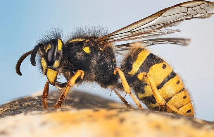 wasp sting treatment