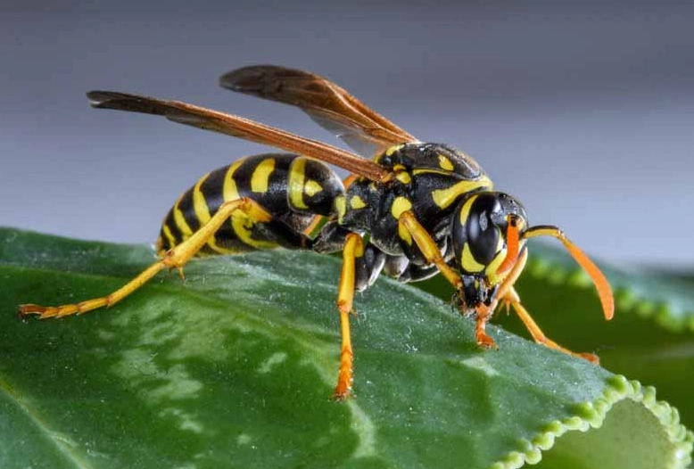 wasp sting treatment
