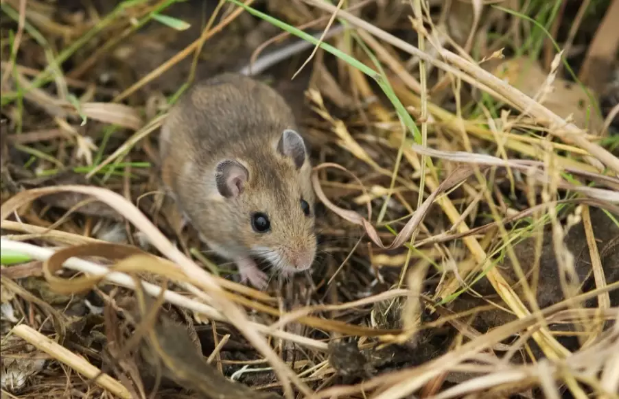 What is a Deer Mouse? Habitat, Behavior, and How to Identify Them