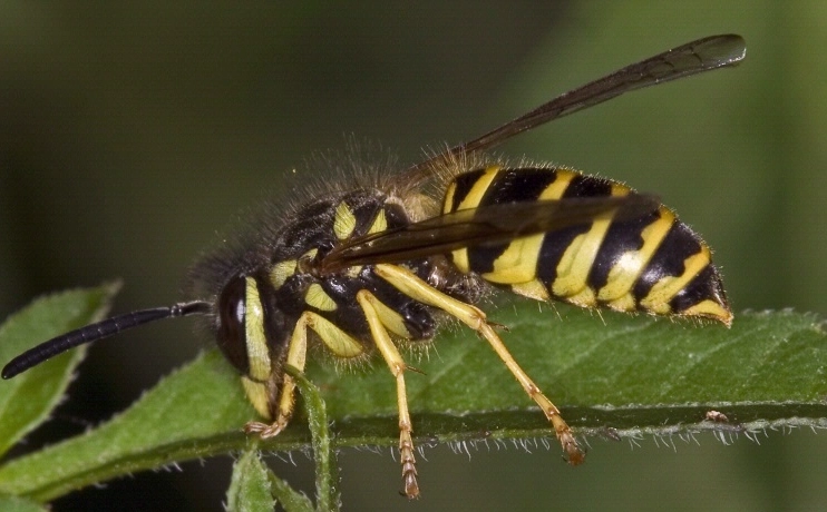 wasp sting treatment