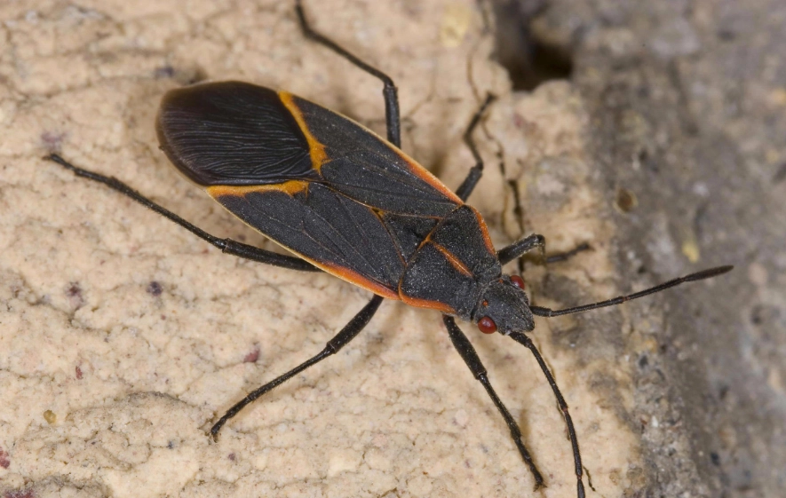 how to get rid of boxelder bugs